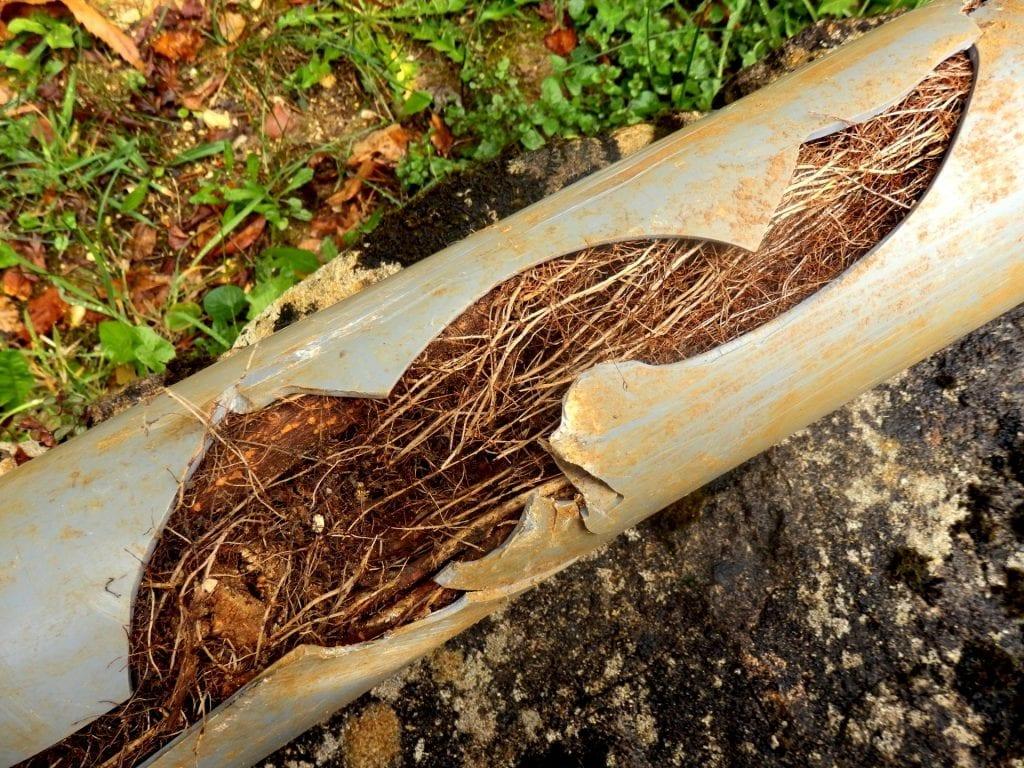 A mass of tree roots growing inside a broken sewer pipe